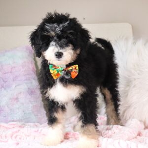 Bernedoodle Puppy Lucas