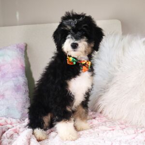 Bernedoodle Puppy Lucas