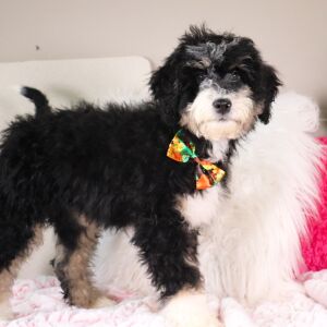 Bernedoodle Puppy Lucas
