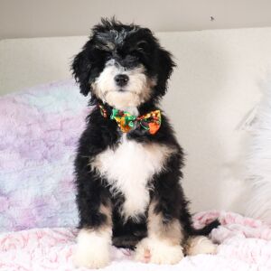 Bernedoodle Puppy Lucas