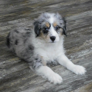 Aussiedoodle Puppy Evelyn