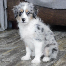 Aussiedoodle Puppy Evelyn