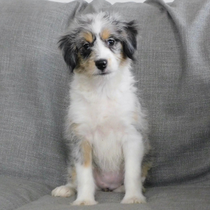 Aussiedoodle Puppy Evelyn