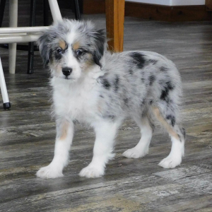 Aussiedoodle Puppy Evelyn