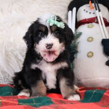 Bernedoodle Puppy Lily