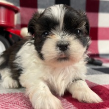 Shih Tzu Puppy Mandy