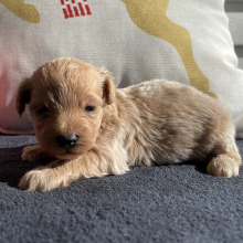 Maltipoo Puppy Romeo
