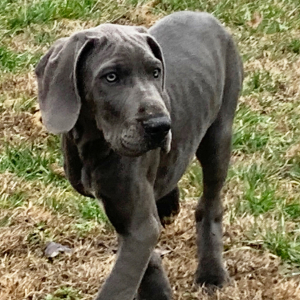 Great Dane Puppy Powell