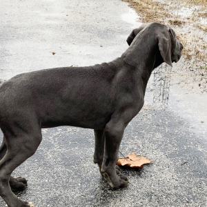 Great Dane Puppy Powell