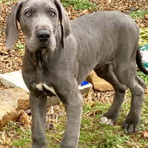 Great Dane Puppy Powell