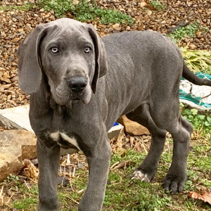 Great Dane Puppy Powell