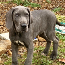 Great Dane Puppy Powell