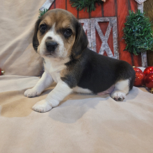 Beagle Puppy Duke