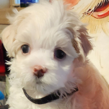 Maltese Puppy Bonnie