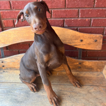Doberman Pinscher Puppy Jewel