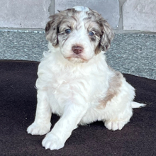 Labradoodle Puppy Adi