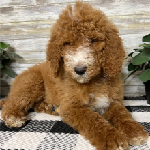 Poodle Puppy Colt