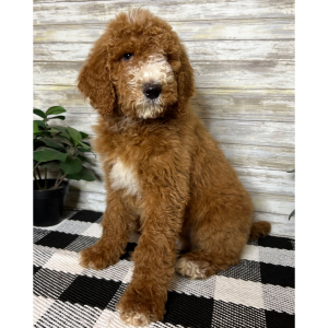 Poodle Puppy Colt
