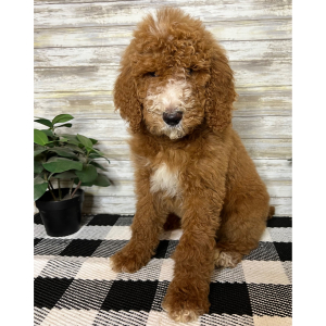 Poodle Puppy Colt