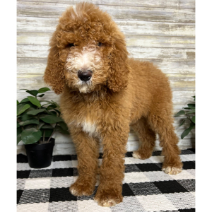 Poodle Puppy Colt