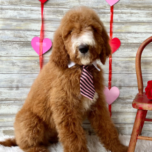 Poodle Puppy Colt