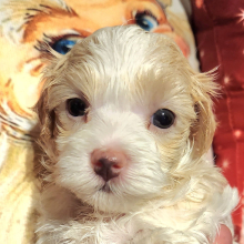 Maltese Puppy Brooke