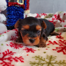 Yorkshire Terrier Puppy Lito