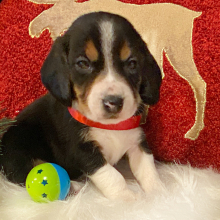 Beagle Puppy Gummy Bear