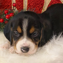 Beagle Puppy Gummy Bear
