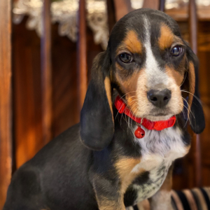 Beagle Puppy Gummy Bear