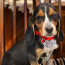 Beagle Puppy Gummy Bear