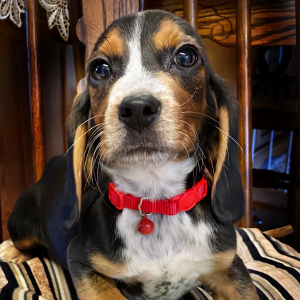 Beagle Puppy Gummy Bear