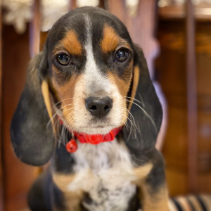 Beagle Puppy Gummy Bear