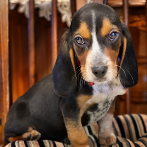 Beagle Puppy Gummy Bear