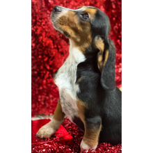 Beagle Puppy Gummy Bear