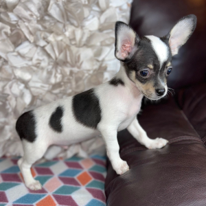 Chihuahua Puppy Leo