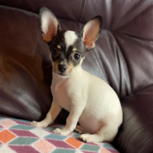 Chihuahua Puppy Leo