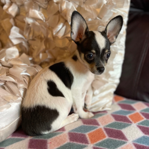 Chihuahua Puppy Leo