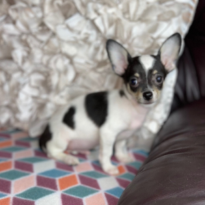 Chihuahua Puppy Leo