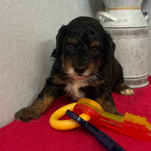 Poodle Puppy Smokey