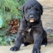 Labradoodle Puppy Willow