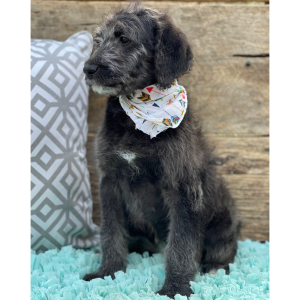 Labradoodle Puppy Willow