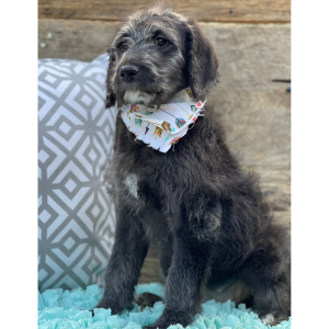 Labradoodle Puppy Willow