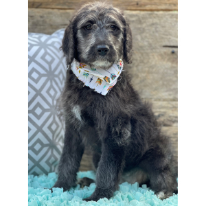 Labradoodle Puppy Willow