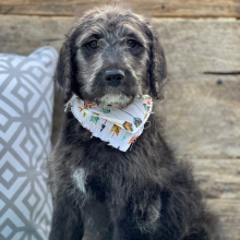 Labradoodle Puppy Willow