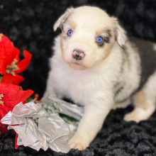 Australian Shepherd Puppy Hogamadog