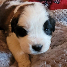 Saint Bernard Puppy Brooke