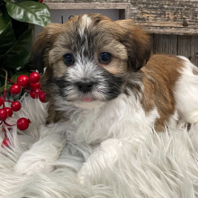 Havanese Puppy Marley