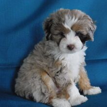 Aussiedoodle Puppy Fletcher