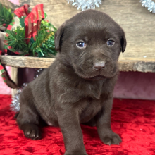 Labrador Retriever Puppy Dottie